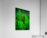 Ferns F Acrylic Print