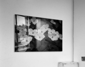 Kousa F Acrylic Print