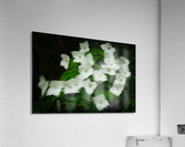 Kousa Blur Acrylic Print