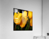Tulips F Acrylic Print