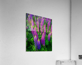 Lupines Acrylic Print