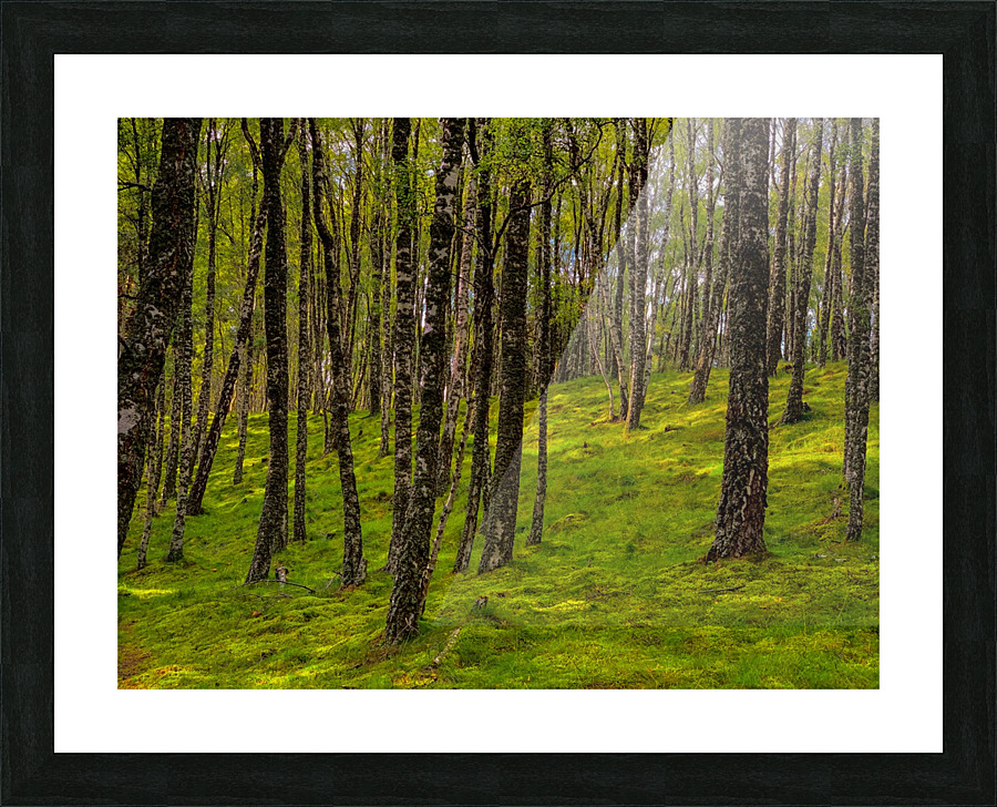 Scottish Woods Picture Frame print