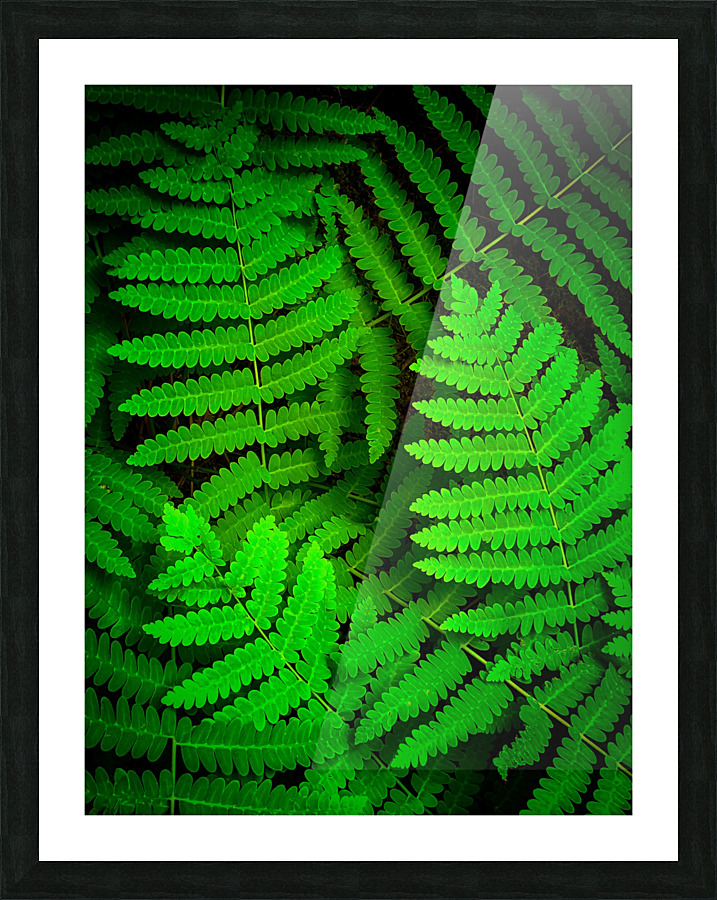 Ferns F Picture Frame print