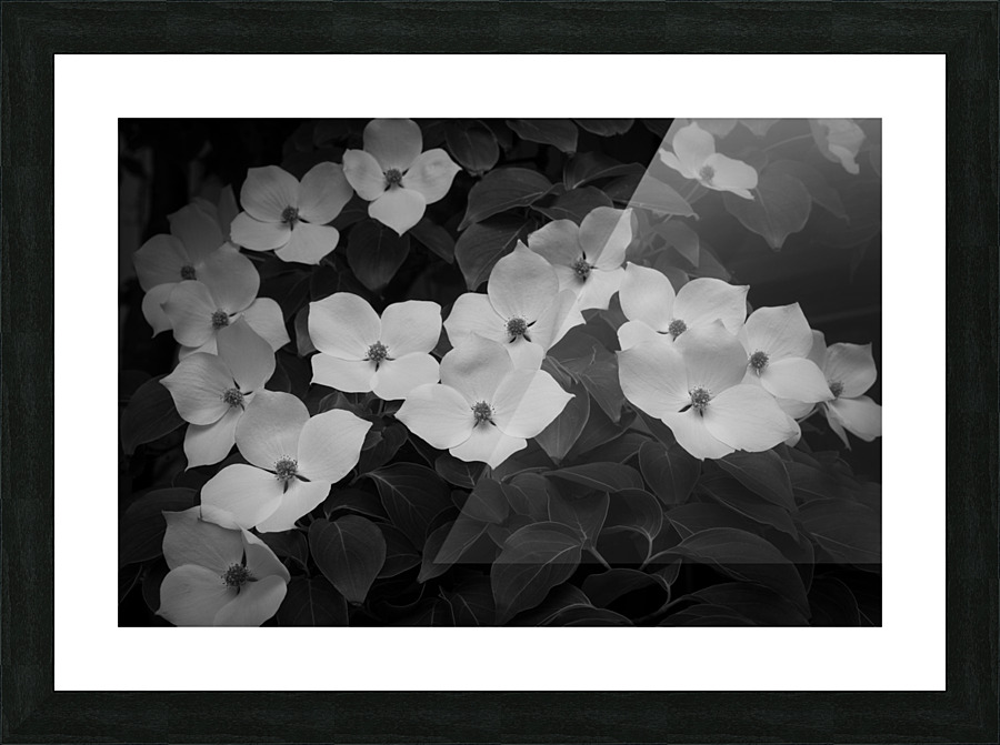 Kousa F Picture Frame print