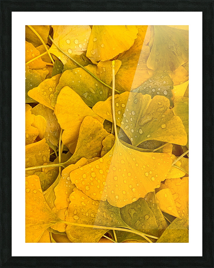 Ginkgo Picture Frame print