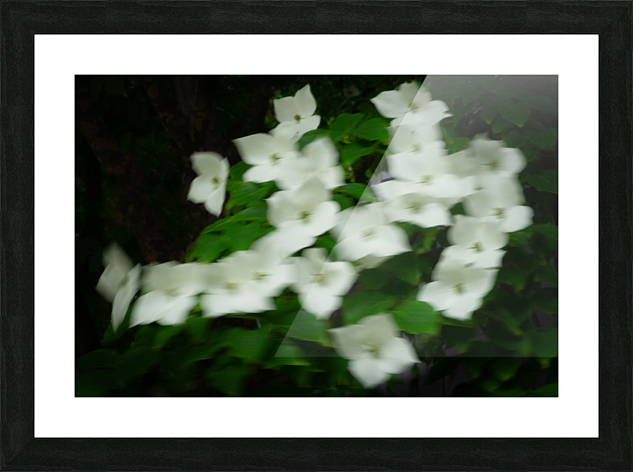 Kousa Blur Picture Frame print