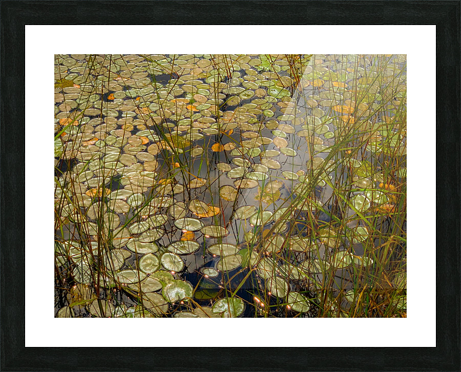 Florida Loop Picture Frame print