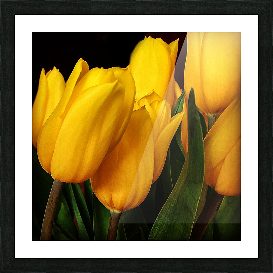 Tulips F Picture Frame print