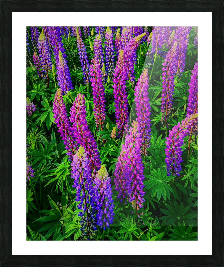 Lupines Picture Frame print