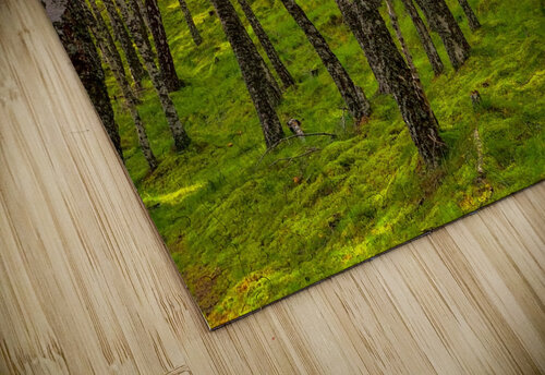 Scottish Woods Kevin R Schochat puzzle