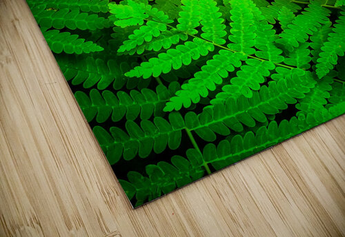 Ferns F Kevin R Schochat puzzle