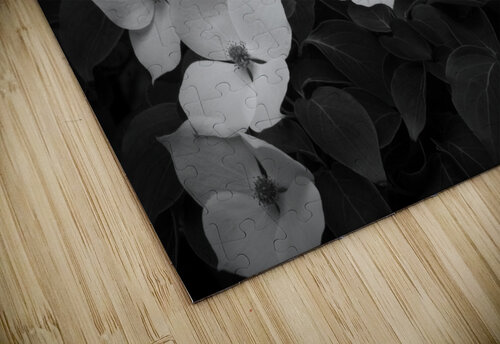 Kousa F Kevin R Schochat puzzle