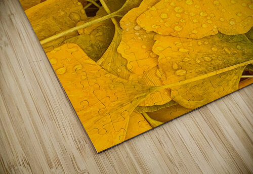Ginkgo Kevin R Schochat puzzle