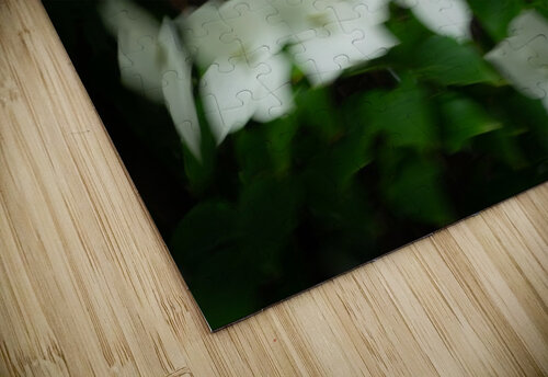Kousa Blur Kevin R Schochat puzzle