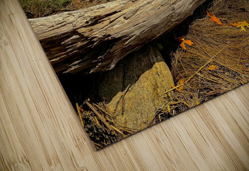 Florida Loop Log Kevin R Schochat puzzle