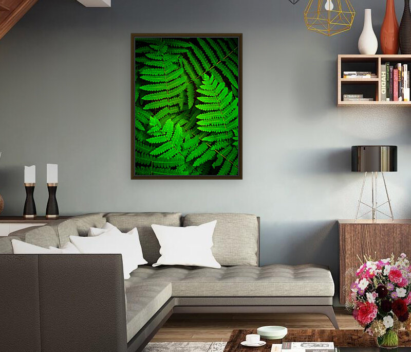 Ferns F Reproduction