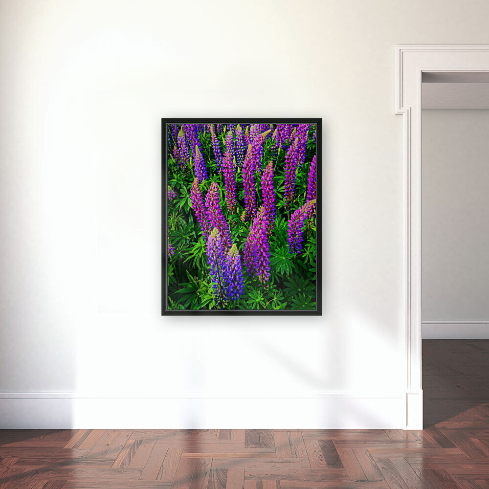Lupines Reproduction