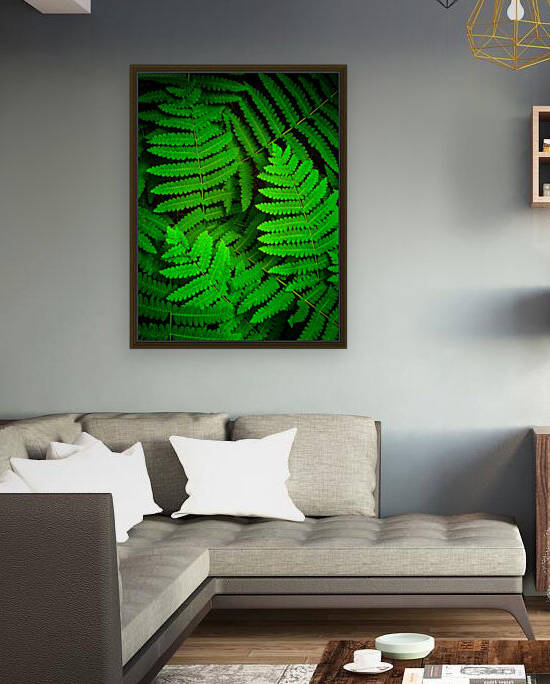 Ferns F by Kevin R Schochat
