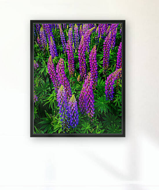 Lupines by Kevin R Schochat