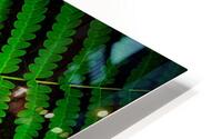 Ferns F HD Metal print
