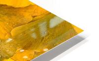 Ginkgo HD Metal print