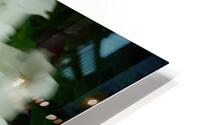 Kousa Blur HD Metal print