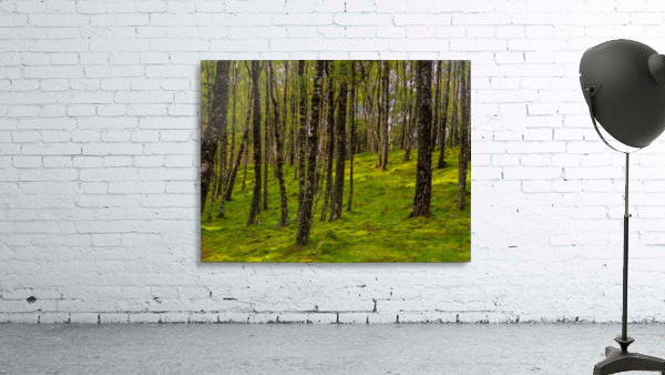 Scottish Woods Wall Preview