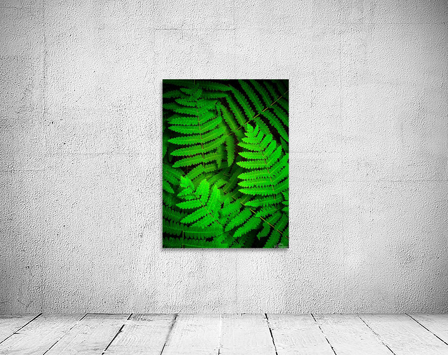 Ferns F Wall Preview