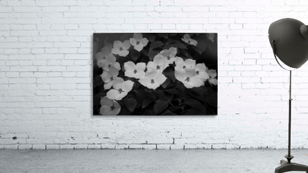 Kousa F Wall Preview