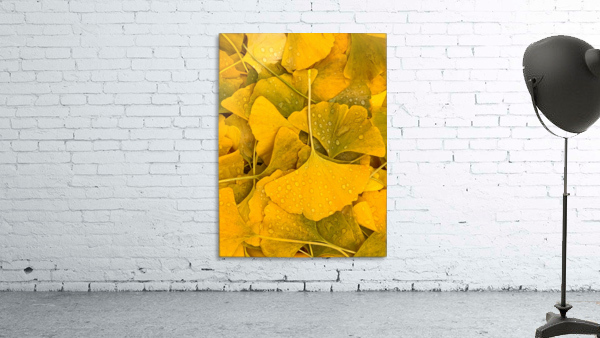 Ginkgo Wall Preview
