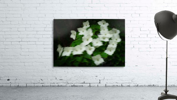 Kousa Blur Wall Preview