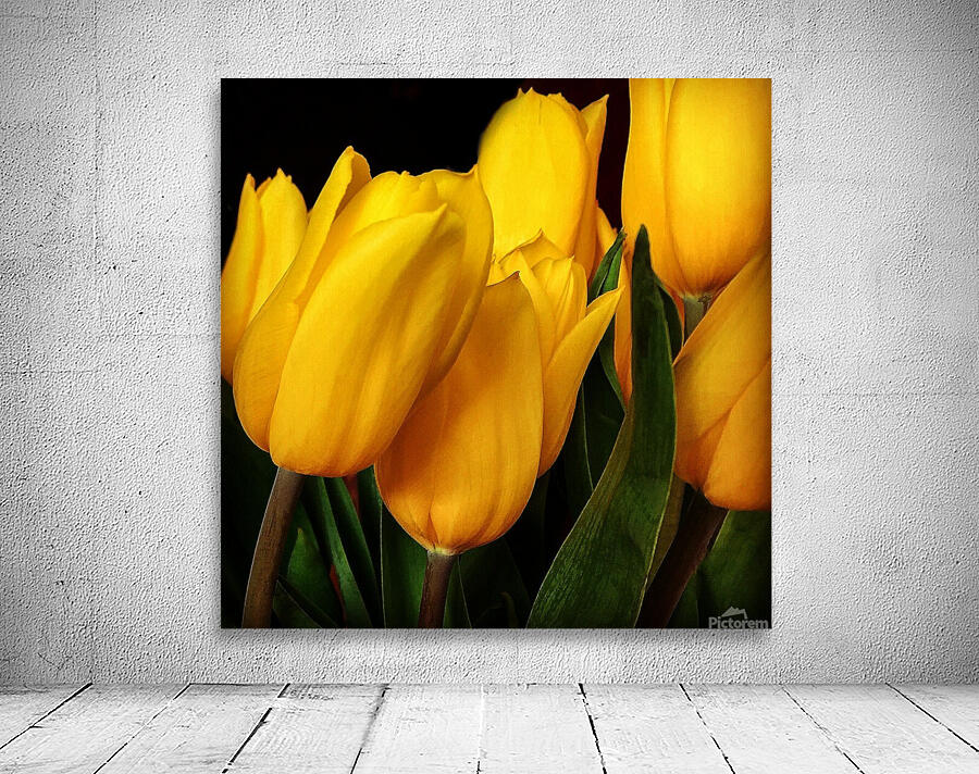 Tulips F Wall Preview