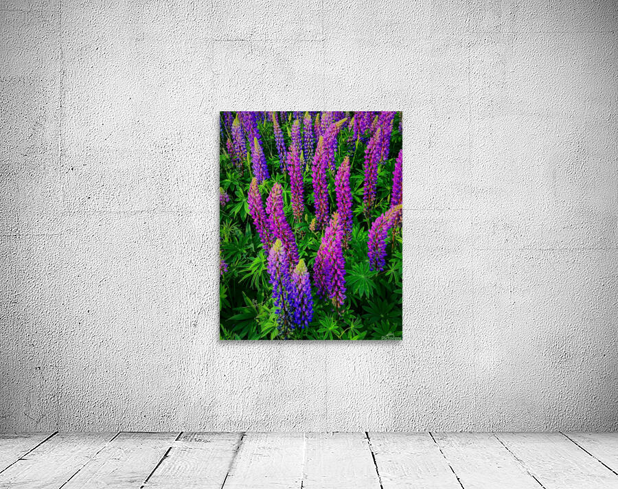 Lupines Wall Preview