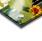 Sunflowers on the Fence Acrylic print