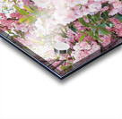 Cherry Blossoms Acrylic print