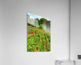 Sunflower Series 2 Acrylic Print