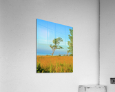 Bent by the Wind Acrylic Print