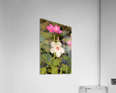 White Too Acrylic Print