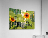 Sunflowers on the Fence Acrylic Print