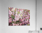 Cherry Blossoms Acrylic Print