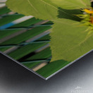 Sunflowers on the Fence Metal print