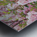 Cherry Blossoms Metal print