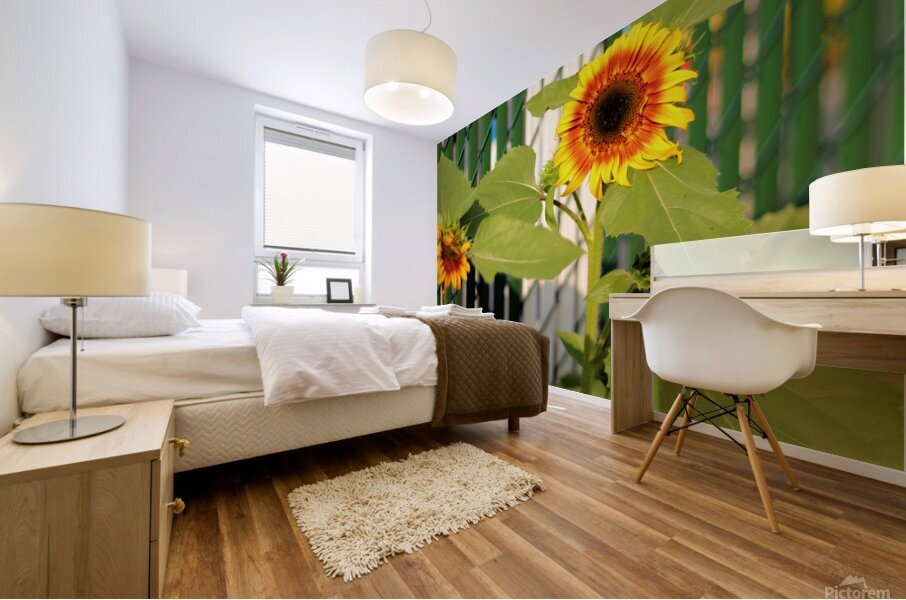Sunflowers on the Fence Mural print