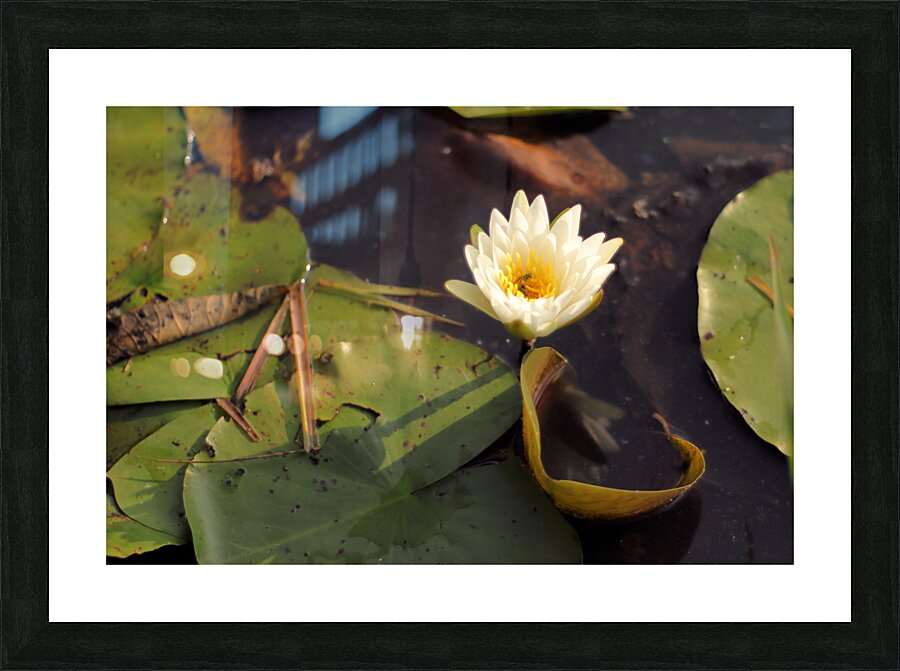WaterLily Picture Frame print
