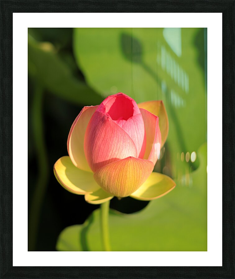 Lotus F Picture Frame print