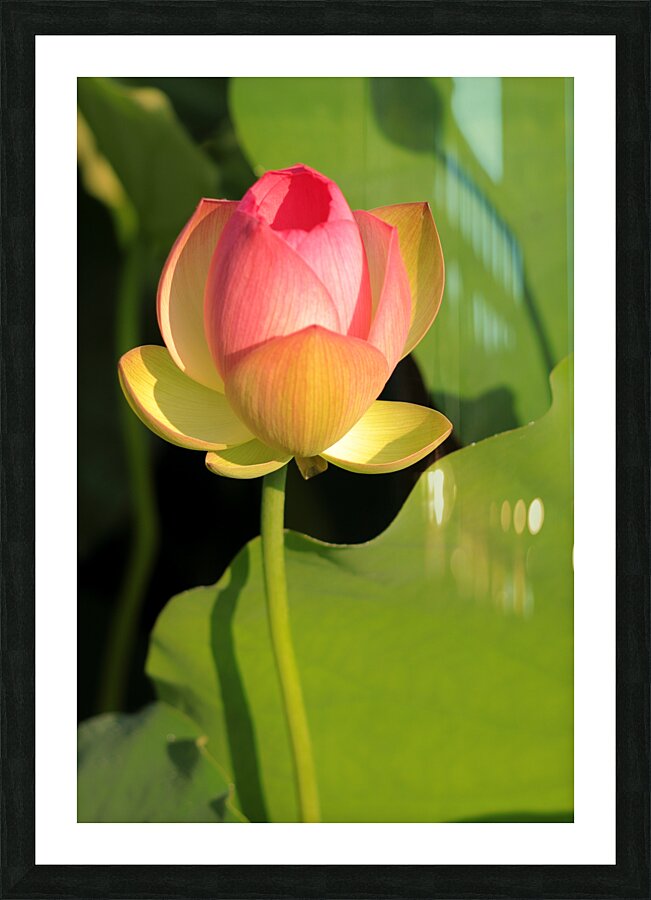 Lotus E Picture Frame print