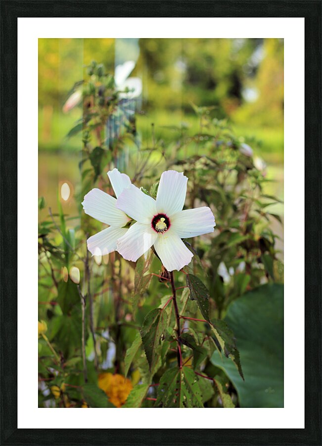 White  Picture Frame print