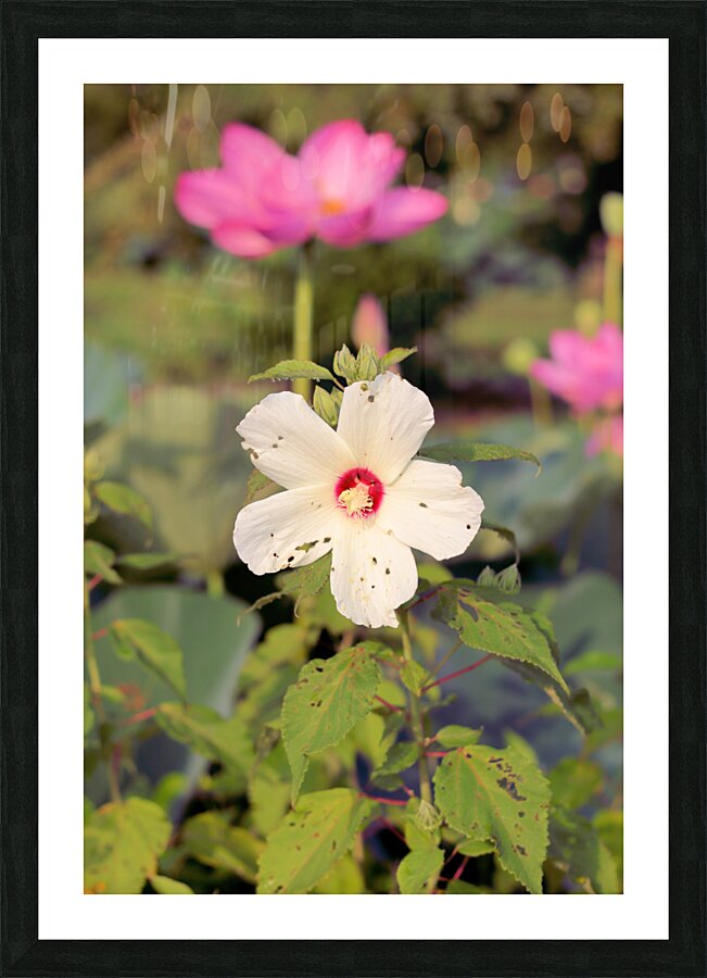 White Too Picture Frame print