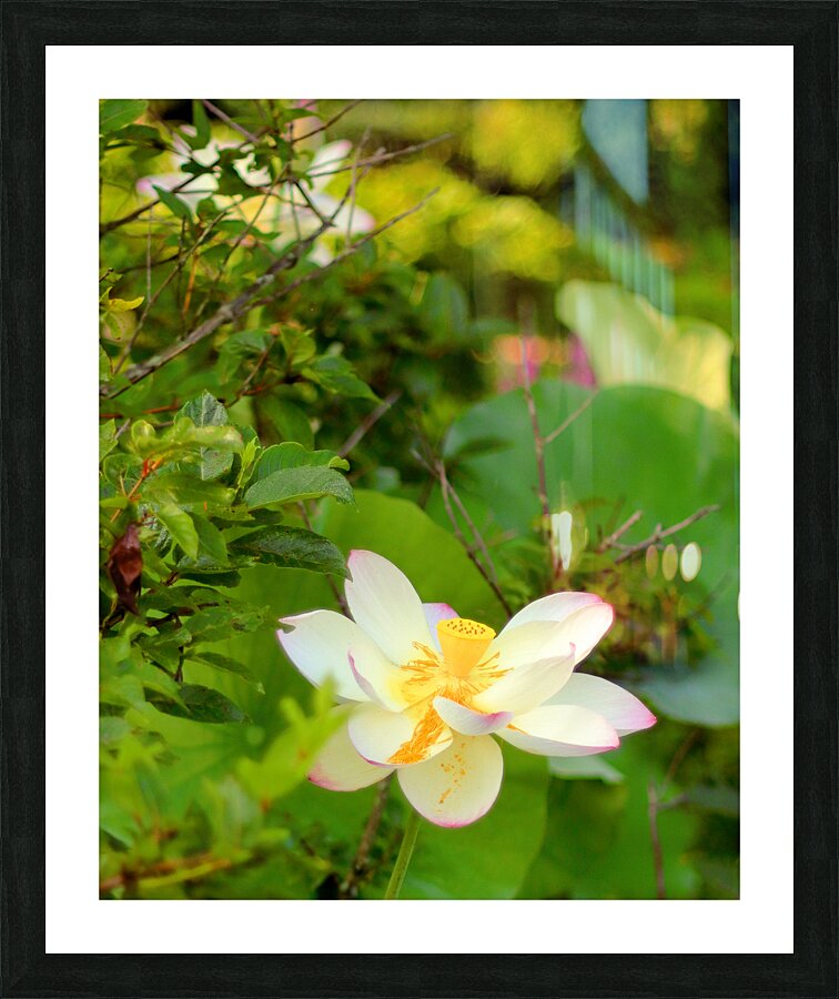 Water Lily Picture Frame print