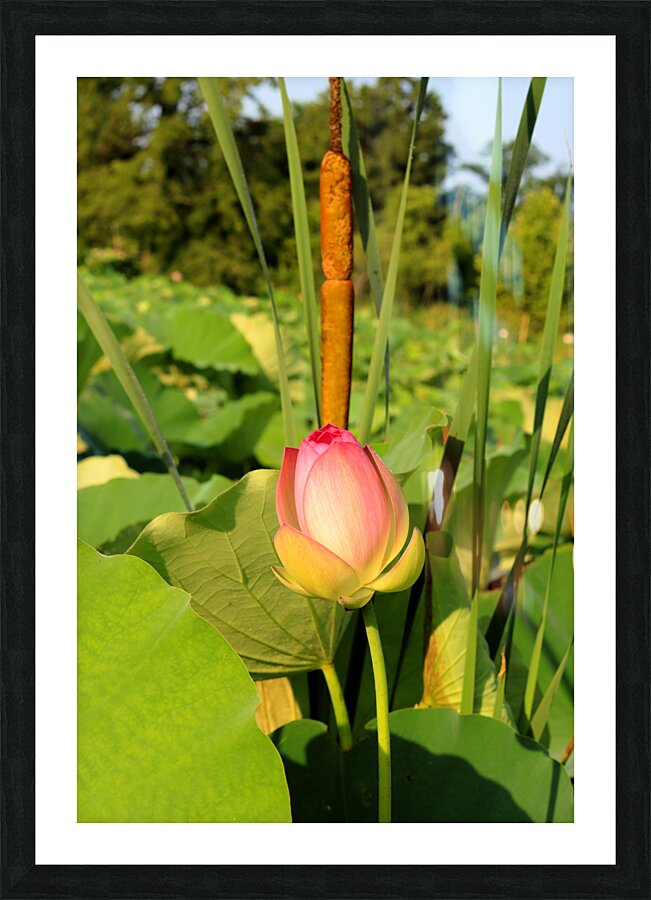 Lotus Bud Picture Frame print